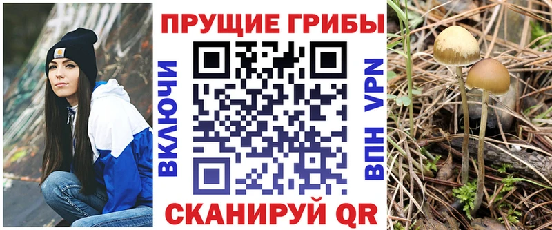 даркнет сайт  Злынка  blacksprut маркетплейс  Галлюциногенные грибы Cubensis 